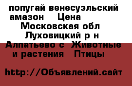 попугай венесуэльский амазон  › Цена ­ 18 000 - Московская обл., Луховицкий р-н, Алпатьево с. Животные и растения » Птицы   